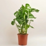 Зображення товару Монстера Деліціоза, артикул: 53122