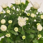 Зображення товару Хризантема Крістал біла, артикул: 46740