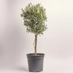 Зображення товару Оливкове дерево штамб., артикул: 52202