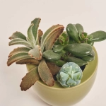 Зображення товару Сукулент мікс в горщ. в кераміці, артикул: 46831