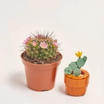 Зображення товару Сет LEGO та Кактус з квітами, артикул: 57026