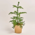 Зображення товару Араукарія та Кашпо Сет 342, артикул: 53727