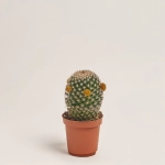 Зображення товару Кактус з квітами, артикул: 53320