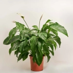 Зображення товару Спатифіллум Світ Лауретта, артикул: 1404