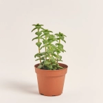 Зображення товару Сукулент мікс, артикул: 2166