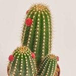 Зображення товару Кактус з квітами, артикул: 53634