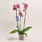Зображення товару Фаленопсис 3ст. мікс, артикул: 23152