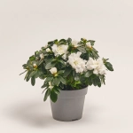 Зображення товару Азалія мікс, артикул: 35258