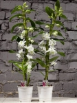 Зображення товару Дендробіум Аполлон 1ст., артикул: 22100