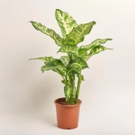 Зображення товару Дифенбахія Марс, артикул: 19400