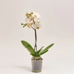 Зображення товару Фаленопсис мультифлора 1/2ст. мікс, артикул: 53124