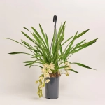 Зображення товару Цимбідіум Айс Каскад 3ст., артикул: 43902