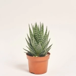 Зображення товару Алоє Тікі Тахі, артикул: 33471