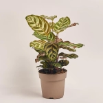 Зображення товару Калатея мікс, артикул: 18458