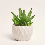 Зображення товару Сукулент мікс, артикул: 5756