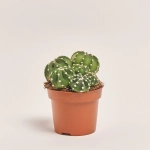 Зображення товару Кактус мікс, артикул: 25671