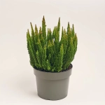 Зображення товару Калуна Скайлайн мікс, артикул: 52522