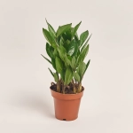 Зображення товару Заміокулькас 4ст., артикул: 53920