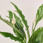 Зображення товару Спатифіллум Мімесіс Світ Чіко, артикул: 55451