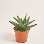 Зображення товару Хавортія мікс, артикул: 30142