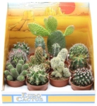 Зображення товару Кактус мікс, артикул: 46254