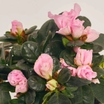 Зображення товару Азалія мікс в кер., артикул: 53419