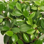 Зображення товару Бонсай в кер., артикул: 30212