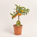 Зображення товару Цитрофортунелла Маргаріта Кумкват, артикул: 56278