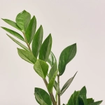 Зображення товару Заміокулькас 3ст. в кер., артикул: 54991