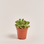 Зображення товару Сукулент мікс, артикул: 39954