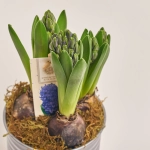 Зображення товару Гіацинт мікс у цинк. горщ., артикул: 54572