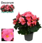Зображення товару Бегонія Пінк Ріббон, артикул: 57695