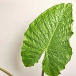 Зображення товару Алоказія, артикул: 50431