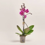 Зображення товару Фаленопсис "Дурбан" 2ст., артикул: 53877