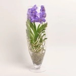 Зображення товару Ванда Шамапань у склі, артикул: 42957