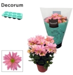 Зображення товару Хризантема Маргаріта, артикул: 56575