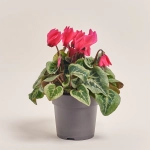 Зображення товару Цикламен Супер Макро, артикул: 44085