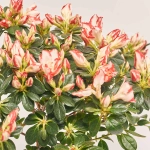 Зображення товару Азалія Сачсенстер штамбова, артикул: 37196