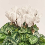 Зображення товару Цикламен Супер Каріно, артикул: 52986