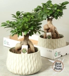 Зображення товару Фікус мікрокарпа Гінсенг в кер., артикул: 56720