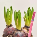 Зображення товару Гіацинт мікс, артикул: 1214