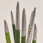 Зображення товару Сансевієрія Циліндріка гліттер в кер., артикул: 10110