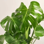 Зображення товару Монстера Деліціоза, артикул: 53122