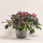 Зображення товару Азалія Фламенко фіолетова, артикул: 55222