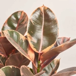 Зображення товару Фікус ел Белізе 3ст., артикул: 54948