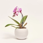 Зображення товару Фаленопсис міні 1ст. в кер., артикул: 50231