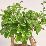 Зображення товару Бонсай в кераміці, артикул: 1330