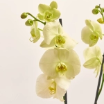 Зображення товару Фаленопсис 2ст. мікс, артикул: 19290