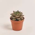 Зображення товару Ехеверія мікс, артикул: 38516