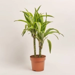 Зображення товару Драцена Лемон Лайм 2ст., артикул: 18140